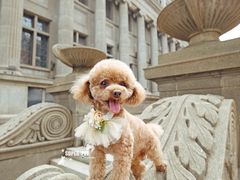 -超宠爱宠物摄影-Super pet
