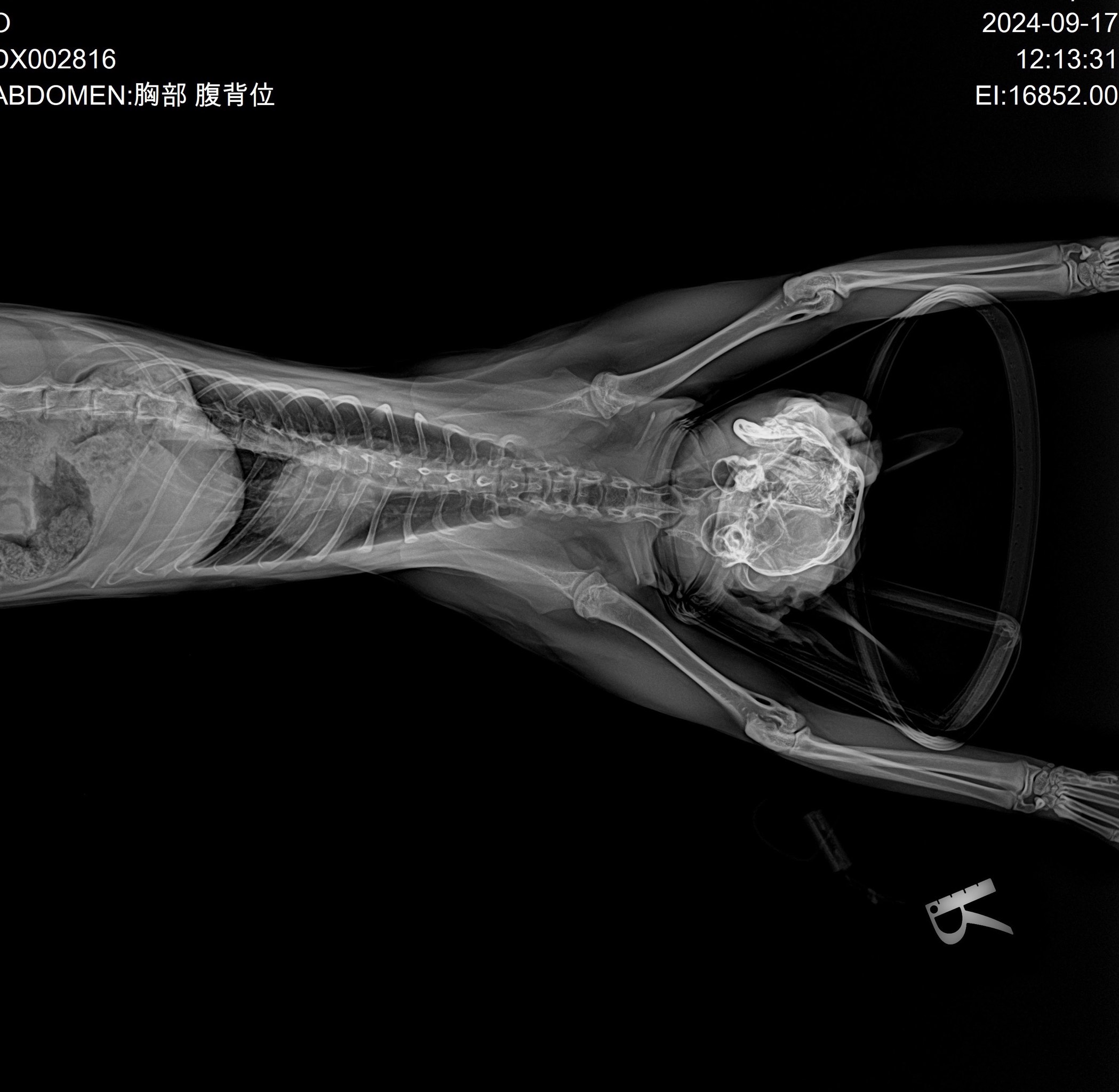 猫桡尺骨图片