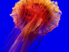 -上海海洋水族馆