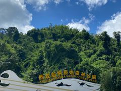 -西双版纳原始森林公园