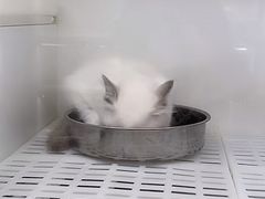 -lincat·猫舍(广州店)
