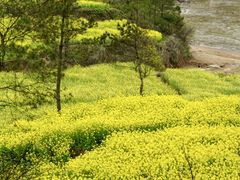 -桑洲油菜花景区