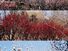 -泰山花样年华景区