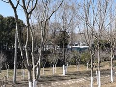 -合肥滨湖国家森林公园