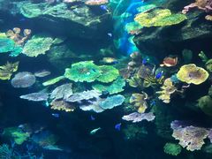-暹罗海洋世界