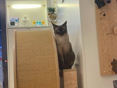 -啵啵喵·猫咖(攀华国际店)