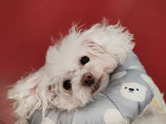 -和它·交个朋友·狗咖猫咖(爱琴海店)