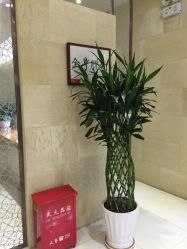 -银座Calla日式美容沙龙