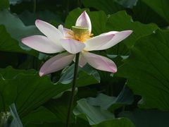 -紫竹院公园冰场