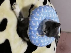 -伟伟宠物医院·CT影像中心·瑞派犬猫综合性门诊(汉口总院)