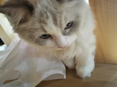 -滚猫咖啡·猫咖·猫友好撸猫(未来城店)