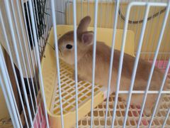 -宠物兔专门店(天丰利市场店)