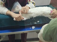 -瑞鹏宠物医院·宠保定点·心脏科·内科(御桥分院)