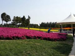 -上海鲜花港