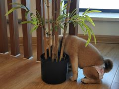 -柴犬小屋·柴餐厅·狗咖食堂(金鼎广场店)