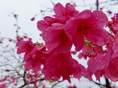-天适樱花悠乐园