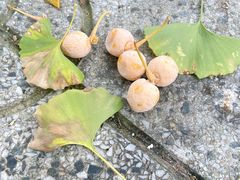 -成都中医药大学(温江校区)