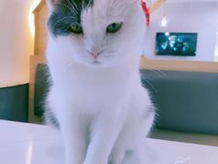 -喵园·猫主题咖啡厅·撸猫·猫咖(国贸店)