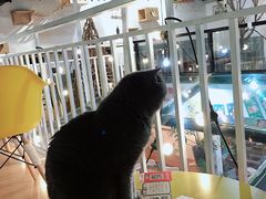 -松果猫咖(桐乡吾悦金街店)