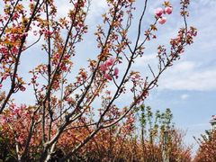 iphone_upload_pic-高东镇樱花园