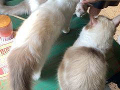 -喵喵咪呀布偶猫咖(春熙路店)