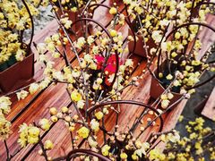 -三圣花乡旅游区