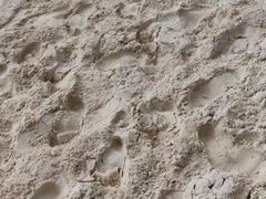 -白沙滩