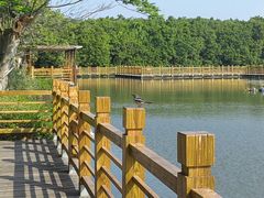 -大湾区中央湿地公园