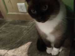 -猫咪博物馆(顶澳仔猫街店)