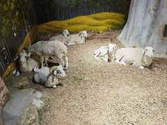 -正佳雨林生态植物园