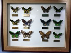 -上海昆虫博物馆