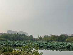 -前关湿地公园