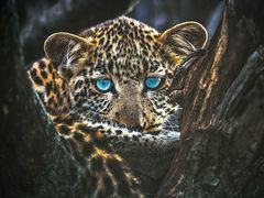 -罗红摄影艺术馆