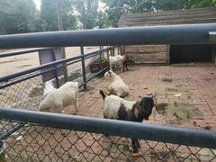 -长白岛森林公园