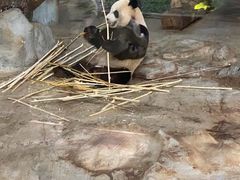 -海南热带野生动植物园
