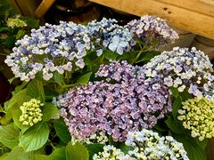 -双季花艺园艺市场(浦东店)