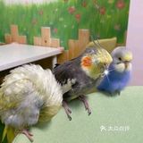 六一来撸羊驼宝宝啦！乐多的城堡主题乐园