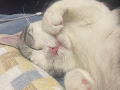 -欣宠猫屋·矮脚拿破仑·蓝金金渐层