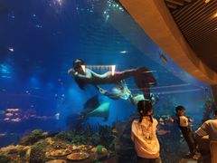 -海棠湾洲际-涛·海底餐厅·美人鱼·自助餐·海底隧道