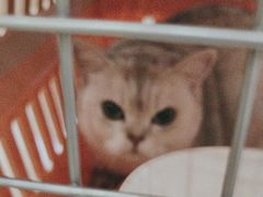 -艾贝尔宠物医院 ·中兽医·宠保定点(北门桥店)