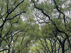 -上海共青森林公园