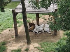 -西霞口神雕山野生动物世界