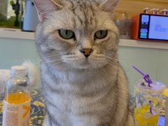 -平行世界·猫咖(首经贸店)
