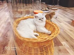 -袖虎·猫馆(体育西路店)