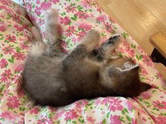 -猫咪派对(江南西店)