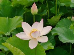 -梁鸿国家湿地公园