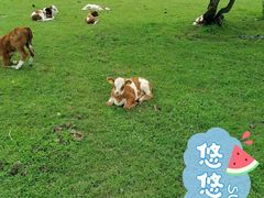 -关山草原巴彦德勒黑