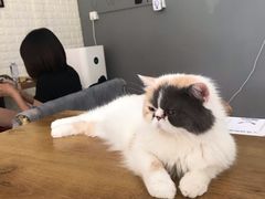 -平行世界·猫咖(首经贸店)