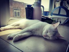 -瑞派福兴宠物医院犬猫全科·骨科·中西医结合(河东店)