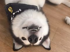 -Husky Go! 哈士奇体验馆·宠物咖啡厅狗咖